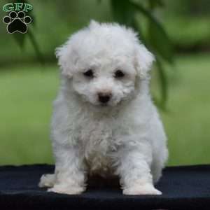Jared, Bichon Frise Puppy